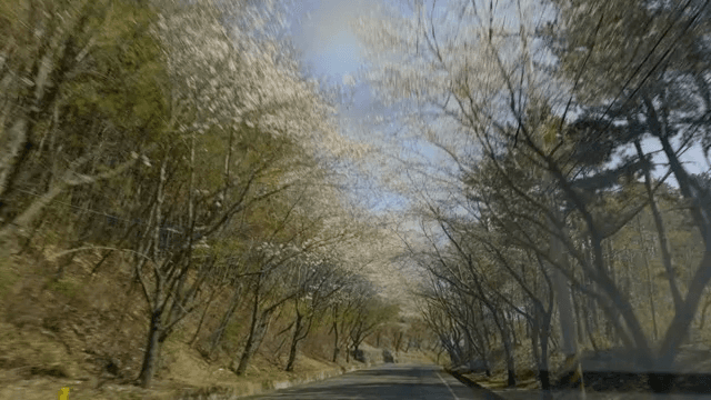 벚꽃이 만개한 길