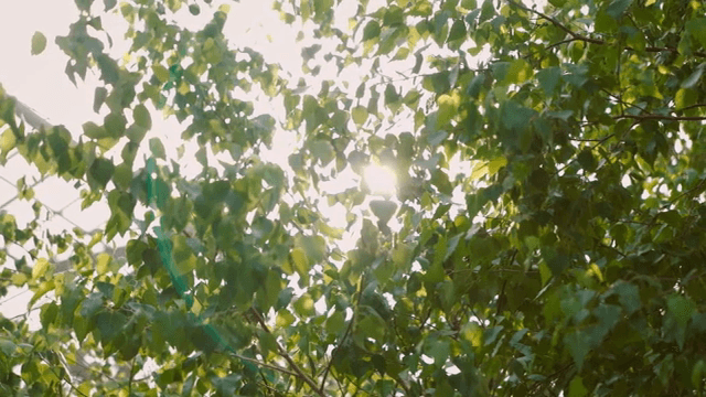 초록 잎 사이로 비치는 햇빛