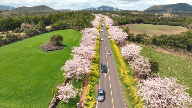 Scenic road lined with cherry blossoms