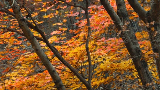 Autumn Forest With Vibrant Foliage