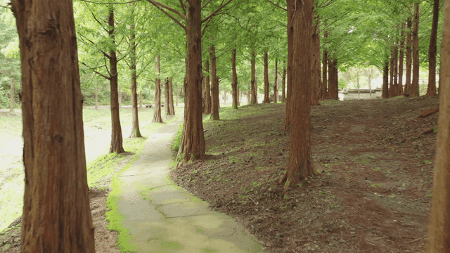 큰 나무 아래로 이어지는 고요한 숲속 길