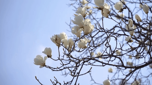 Magnolia blossoms on a sunny day