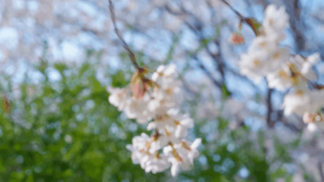 봄에 피어나는 벚꽃