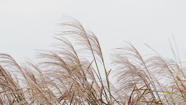 Autumn silver grass swaying in the wind under the clear sky