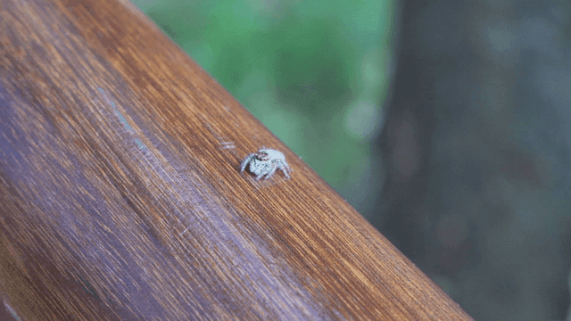 나무 표면 위의 작은 거미