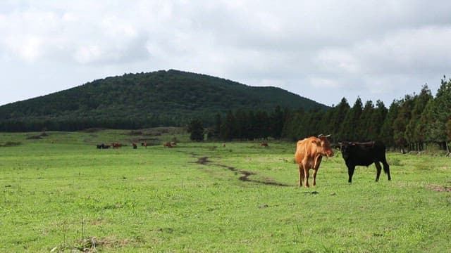 Cows standing on a green field with a mountain in the background