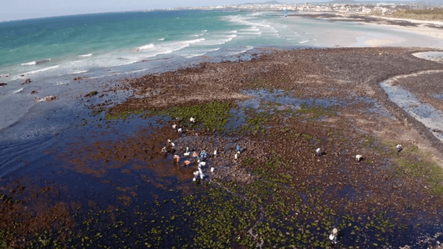 바위 해안에서 해초를 모으는 사람들