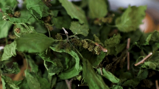 Dried leaves used as ingredients