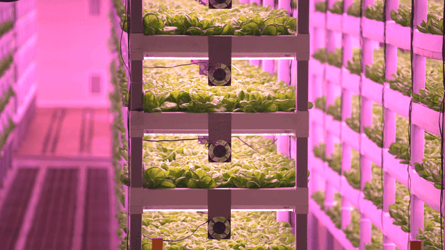 Vertical farming with LED lighting