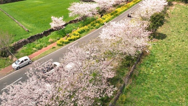 Scenic road lined with cherry blossoms