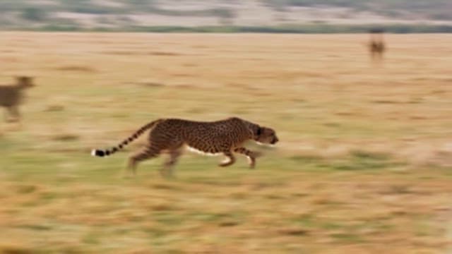 Cheetahs Hunting in the Savanna