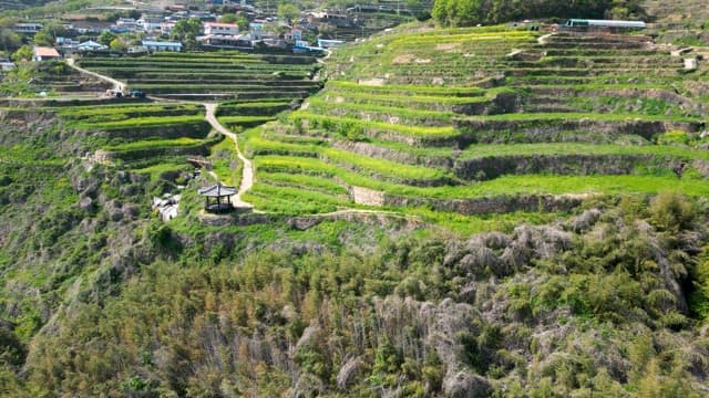 Rice Fields Carved out of the Mountain and Darangi Village