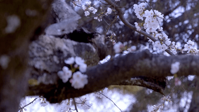 나뭇가지에 핀 벚꽃