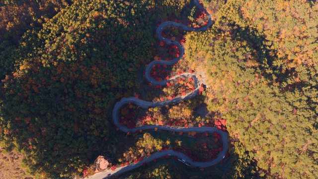 가을 숲 속 굽이진 도로