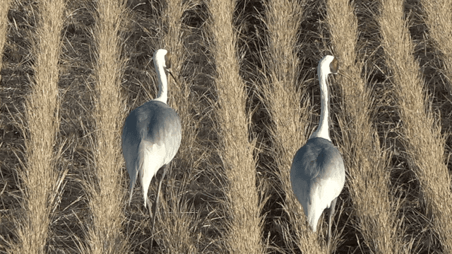 Cranes walking in a dry field