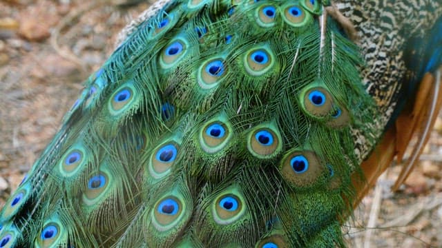 공작새의 날개를 장식하는 화려한 무늬