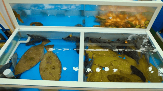 수조 속 다양한 해양생물