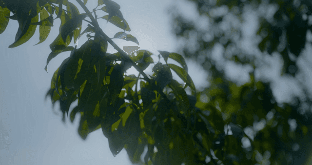 녹색 잎 사이로 비치는 햇빛