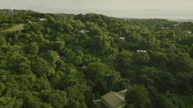 Lush green forest with scattered houses