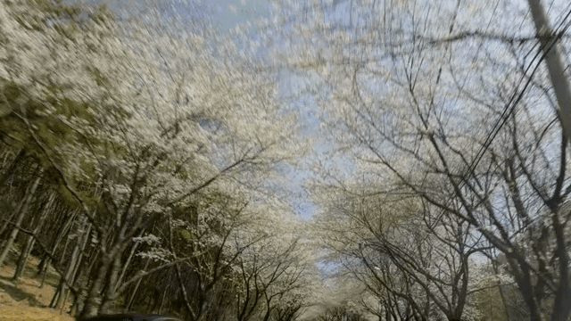 벚꽃이 만개한 길