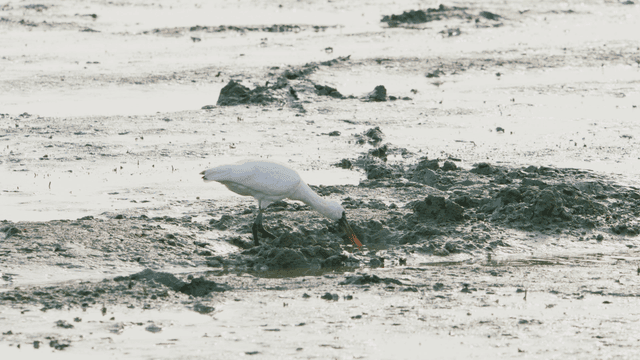 갯벌에서 먹이를 찾는 흰 저어새
