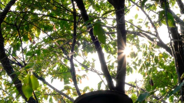 Sunlight filtering through leaves on a tree