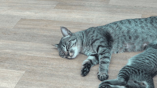 낮잠자는 야기 고양이들