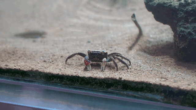 A crab in a sandy aquarium environment