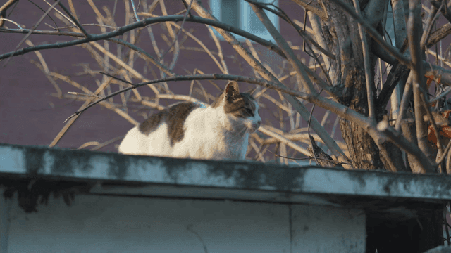 Cat on Rooftop Surrounded by Branches