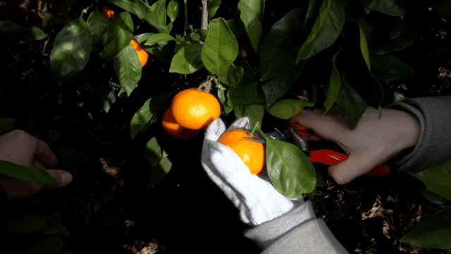 Scissors for harvesting ripe tangerines from tree