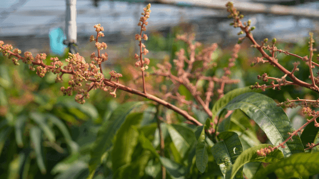 Mango flowers blooming in a greenhouse