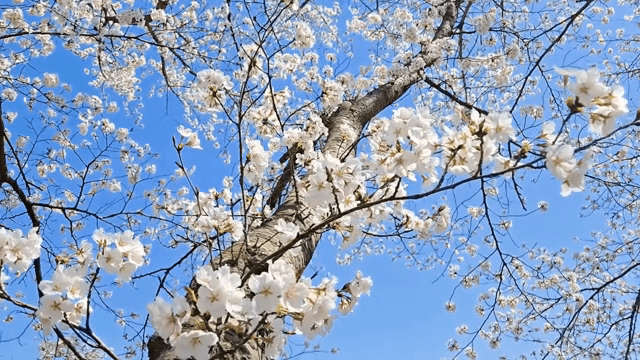 맑은 하늘 아래 핀 벚꽃