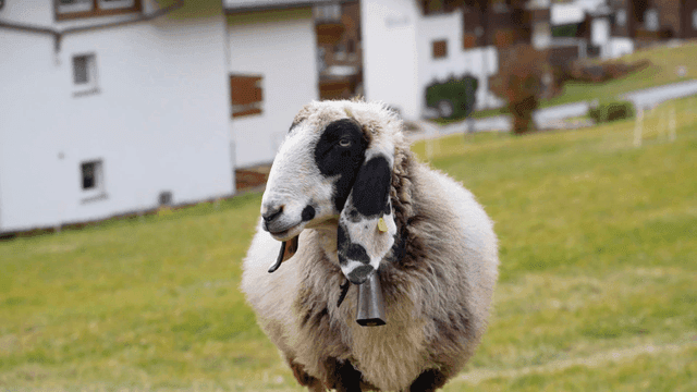 Sheep grazing in a grassy field