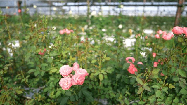 Greenhouse filled with fully bloomed light pink roses