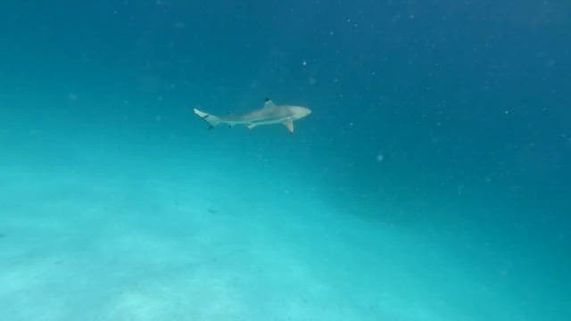 Shark swimming in clear water