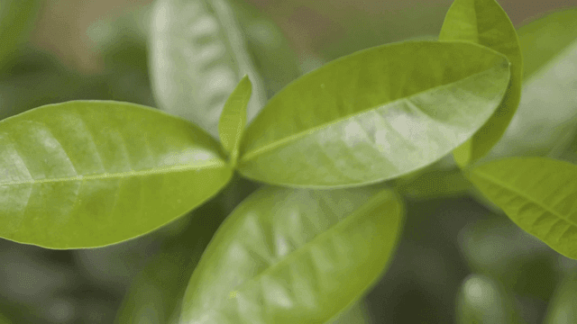 생생한 녹색 잎의 근접 촬영