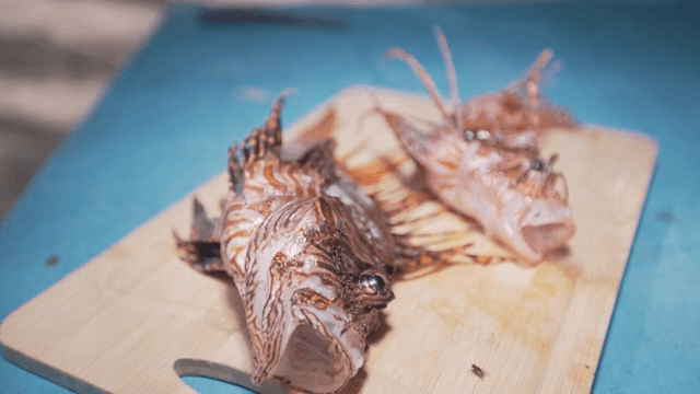 나무 도마 위의 라이언피쉬