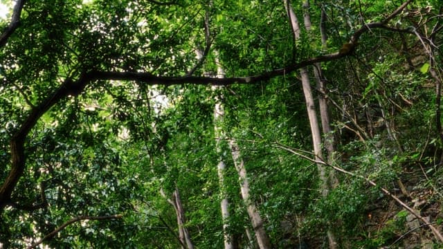 Tranquil Forest Canopy Bathed in Sunlight