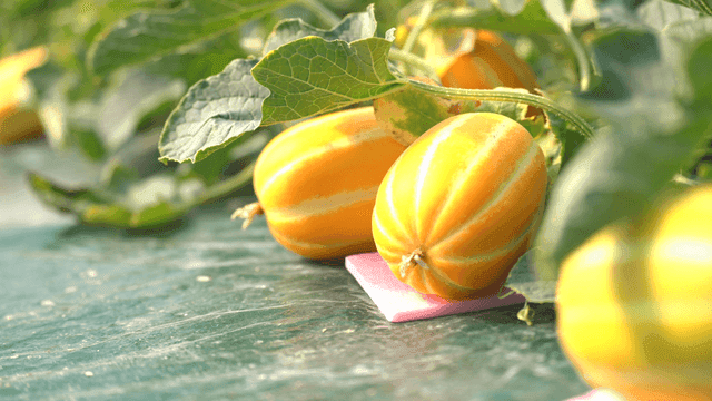 Yellow Korean melons grown in greenhouse