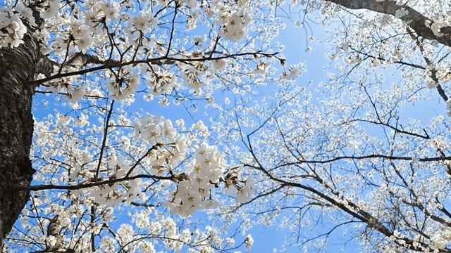 Cherry blossoms blooming under a clear sky