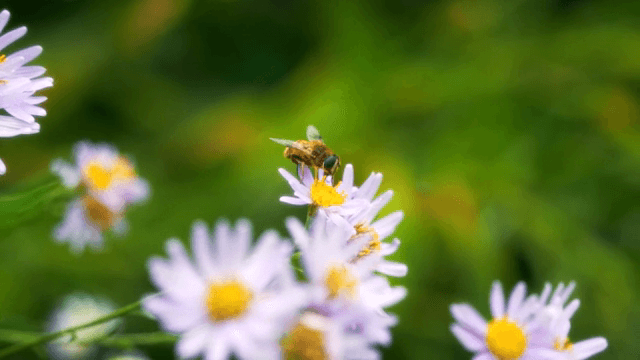 보라색 꽃 위로 날아오는 벌