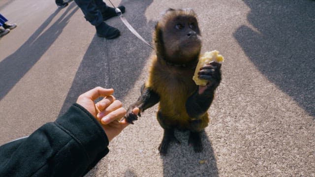 Man Gets His Little Finger Caught by a Monkey