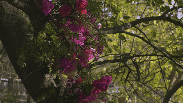 Colorful flowers blooming on a tree