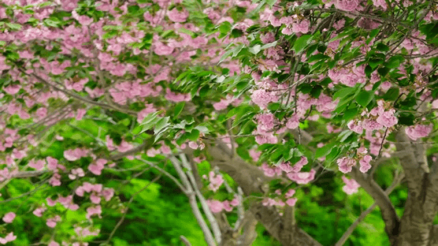 Cherry blossoms in full bloom on a tree