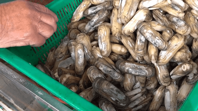 바구니에 담겨있는 조개