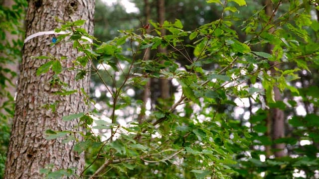 Green leaves and tree trunk