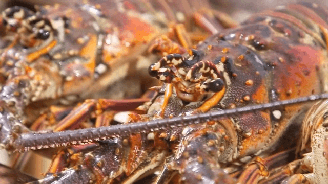 나무 표면 위의 바닷가재 클로즈업