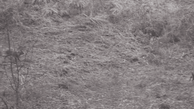 Two deer walking on dry grass