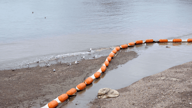 Seagulls on a quiet beach with buoys