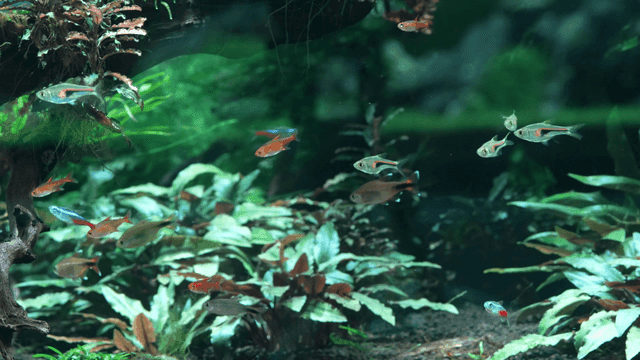 Colorful fish swimming in an aquarium